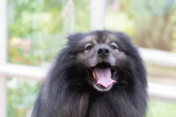 Vorderseite Porträt Des Wolfspitz Hundes Der Die Kamera Blickt — Stockfoto