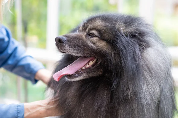 Getrimmter Wolfspitz Hund Mit Zunge Aus Nahaufnahme — Stockfoto