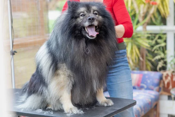 테이블에 Trimed Wolf Spitz Dog 카메라를 있습니다 직업적 선수인 배경에 — 스톡 사진