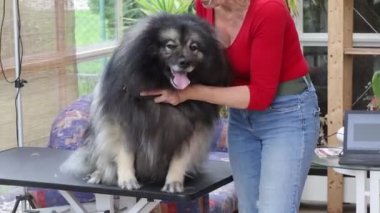 Düzenlenmiş Kurt Spitz Köpek görüntüleri