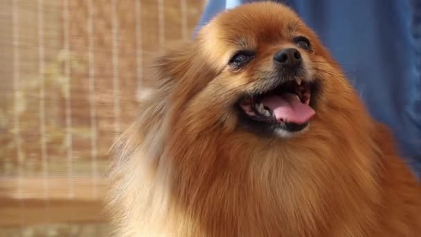 Pomeranian Spitz 'in yakın plan görüntüleri kırpılıyor — Stok video