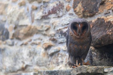 Koyu renkli güzel baykuş taş duvarda, yakın planda.. 