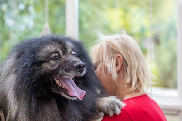 Trimed Wolf Spitz Dog Closeup See Paw Shoulder Groomer Woman — 스톡 사진