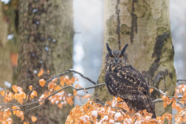 Hnědá Sova Sedí Zasněžené Větvi Stromu Dívá Kamery — Stock fotografie