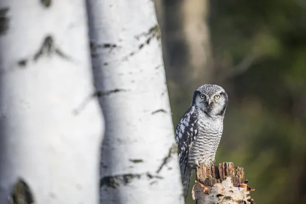 Portrait Young Northern Hawk Owl Surnia Ulula Looking Camera Birch — Stock Photo, Image
