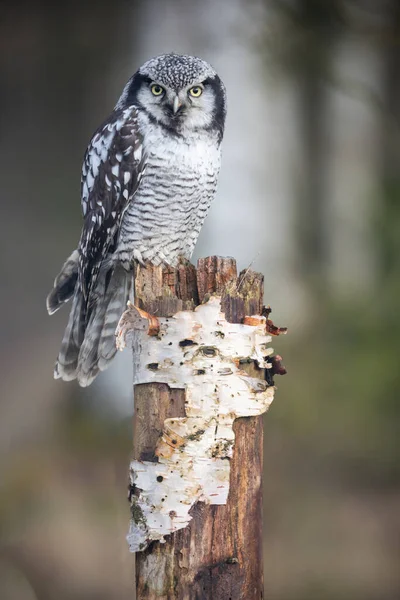 Portrait Young Northern Hawk Owl Surnia Ulula Birch Forest Closeup — Stock Photo, Image