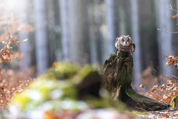 Long Eared Owl Sitter Trädstubbe Och Tittar Kameran — Stockfoto