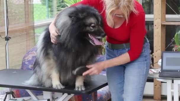 Kurt Spitz Köpek görüntülerinin kırpılması. — Stok video