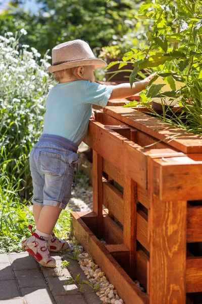 Netter Kleiner Junge Mit Hübschem Hut Hält Tomatenpflanze Hölzernen Hochbeet — Stockfoto