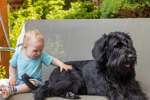 Aranyos Kisfiú Hintán Szabadban Big Black Schnauzer Dog Mellett — Stock Fotó