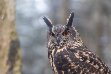 Kahverengi Baykuş 'un hayvan portresi kameraya bakıyor..