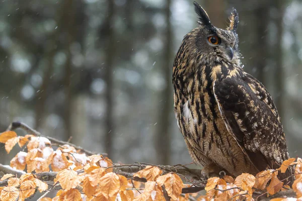 Boční Pohled Portrét Brown Owl Detailní Záběr Fotografii Dost Místa — Stock fotografie