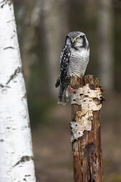 Portrait Young Northern Hawk Owl Surnia Ulula Birch Forest Closeup — Stock Photo, Image