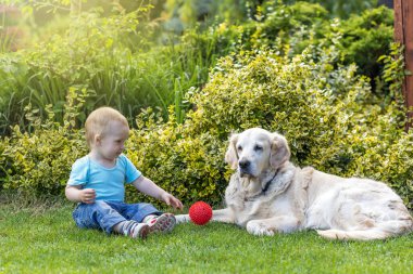 Şirin küçük oğlan bahçedeki Golden Retriever köpeğine kırmızı top atıyor.