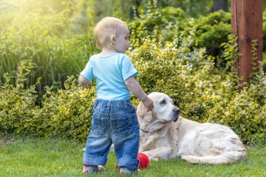 Tatlı küçük oğlan yalancı Golden Retriever köpeğiyle oynuyor. Çocuk sırtı kameraya dönük duruyor..