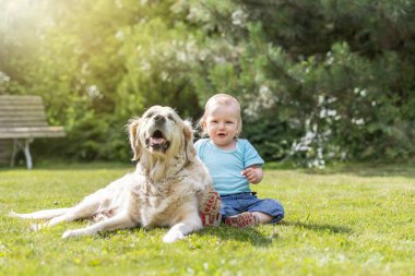 Kızgın küçük oğlan, bahçedeki çimlerin üzerinde yatan Golden Retriever köpeğiyle poz veriyor..