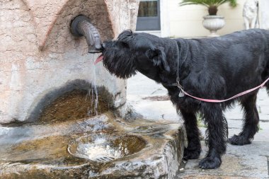 Koca Kara Schnauzer köpeği Venedik 'teki bir çeşmeden su içiyor. İtalya. 