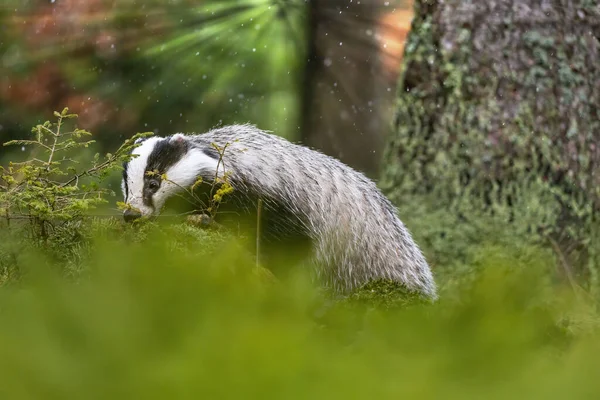 Ormanda Avrupalı Porsuk Pozu Doğal Yaşam Alanındaki Hayvan Görüntüsü — Stok fotoğraf