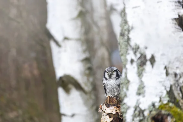 Retrato Coruja Falcão Norte Surnia Ulula Floresta Bétula — Fotografia de Stock