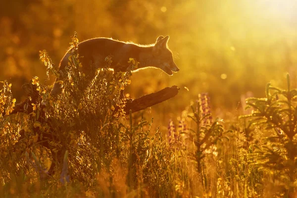 Raposa Vermelha Vulpes Vulpes Posando Pôr Sol Forte Backlight Tronco — Fotografia de Stock