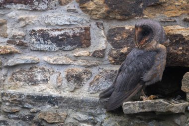 Koyu renkli baykuş taş duvarda poz veriyor. Duvardaki boş yere bakıyor. Mesajınız için hazır..