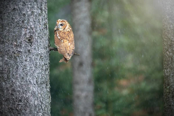 Tawny Owl Sedí Větvi Stromu Pomalu Padajícím Sněhu Fotografie Úmyslně — Stock fotografie