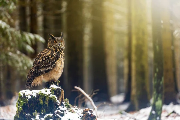 Braune Eule Posiert Auf Dem Alten Baumstumpf Verschneiten Wald Horizontal — Stockfoto