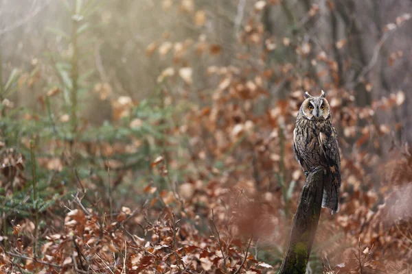 长耳朵猫头鹰正坐在树桩上看着摄像机 秋天五彩斑斓的森林在后面 — 图库照片