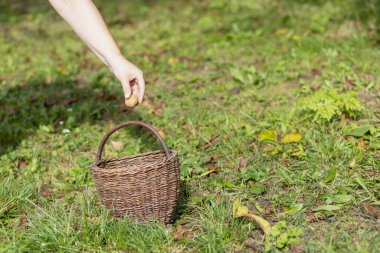 El yapımı hasır sepetin içine ceviz atmak..  