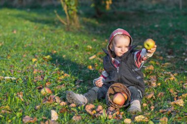 Havalı bir bebeğin portresi Sonbahar bahçesinde gün batımında oturan taze elmayı gösteriyor..