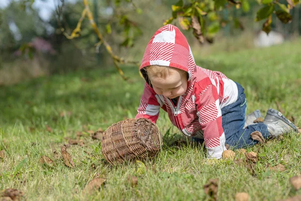 Porträtt Söt Pojke Skörda Valnötter Marken Handgjorda Korgvide Backet — Stockfoto