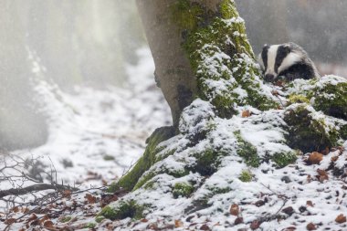 Ormanda kar altında bir ağacın arkasına saklanan Avrupalı Porsuğun ön görüntüsü