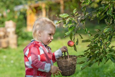 Sonbahar bahçesinde kırsal elma toplayan tatlı erkek bebek manzarası