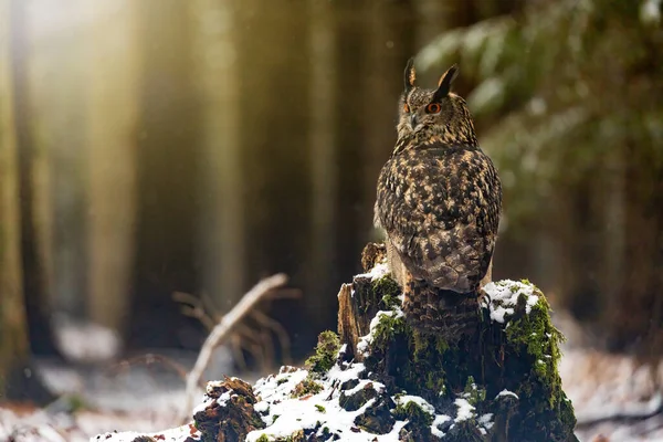Brown Owl Sedí Zády Kameře Ale Dívá Kamery Sova Sedí — Stock fotografie