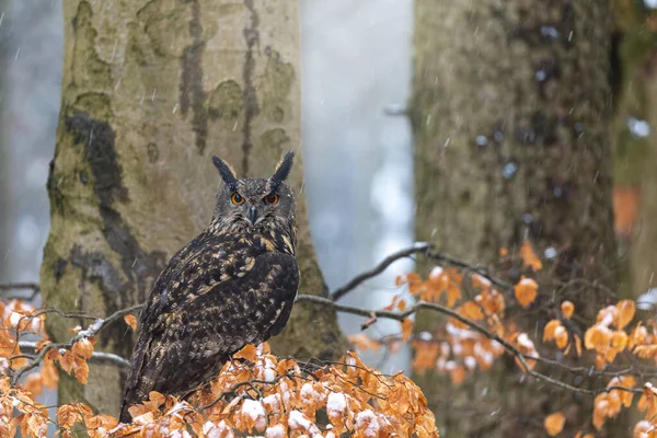 Gufo Bruno Seduto Sul Ramo Dell Albero Nevoso Fiocchi Neve — Foto Stock