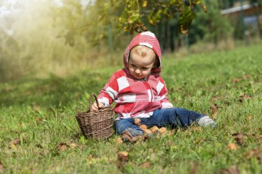 Hasır sepeti tutan havalı bebek sonbahar bahçesinde saçılmış cevizler arasında oturuyor..