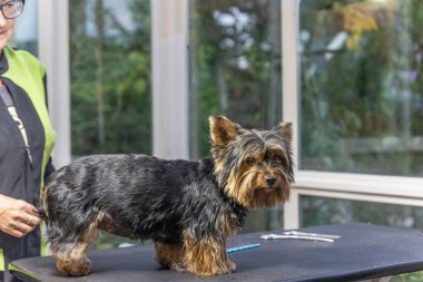 Yorkshire Teriyeri. Masanın üzerinde dikilmeye hazırdır. Yatay olarak. 