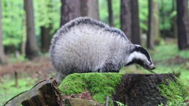 Avrupalı porsuk eski bir ağaç kütüğünü keşfediyor. Ormanda. Yatay olarak. 