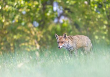 Genç kızıl tilki yeşil ön plan ve arka planla çimlerin üzerinde duruyor. Yatay olarak. 
