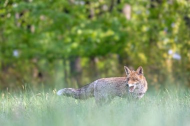 Ağzı açık genç kızıl tilki çimlerin üzerinde duruyor. Yeşil arka plan. Yatay olarak. 