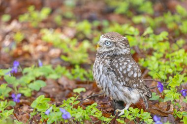 Küçük baykuş ormanda oturuyor. Yatay olarak. 