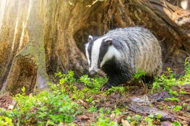 Avrupalı porsuk kameraya doğru yürüyor. Arka planda eski bir kütük var. Yatay olarak. 