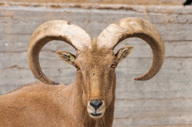 Yakın çekim bir Arrui veya Berberi koyunu (Ammotragus Lervia). Bovidae ailesi. Otçul memeli. Biz fotoğraf, kamera için poz alırken dikkatli ve sakin bir görünüm ile saatler