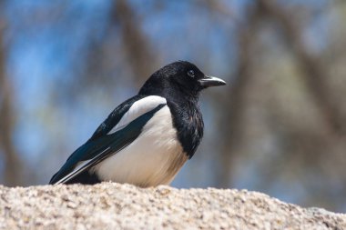 Ortak Magpie (pika pika) tüyleri yoğun siyah ve beyaz renkleri gösterilen yakın çekim. Genelde aile. Ötücü kuş türü. Fotoğraf alırken dikkatli ve sakin bir görünüm ile saatler