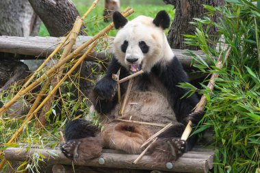 Close-up ayı Panda veya dev Panda (Ailuropoda Melanoleuca). Ursidae aile. Etçil memeli. Bambu yemek, o gözlemlemek bize sakin bakışla kamera için poz gibi fotoğraf, alırken