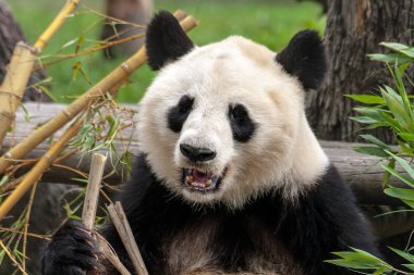 Close-up ayı Panda veya dev Panda (Ailuropoda Melanoleuca). Ursidae aile. Etçil memeli. Bambu yemek, o gözlemlemek bize sakin bakışla kamera için poz gibi fotoğraf, alırken