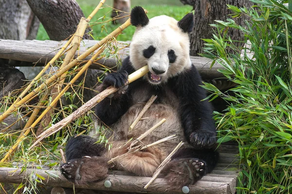 Close Panda Bear Giant Panda Ailuropoda Melanoleuca Ursidae Family Carnivorous — Stock Photo, Image