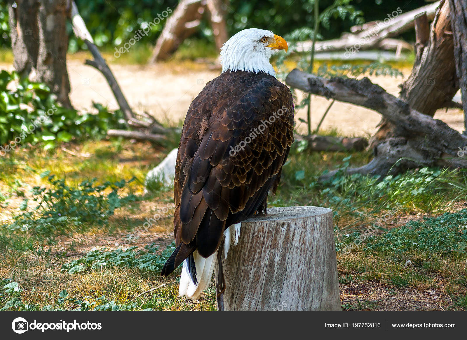 Gros Plan Aigle Tête Blanche American Eagle Haliaeetus