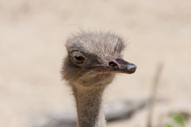 Bir devekuşu (Struthio Camelus) Başkanı Close-up. Aile Struthionidae. Dünyanın en büyük ve en ağır kuş. O gözlemlemek bize özenli bakışla büyük gözü ile fotoğraf alırken