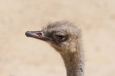 Bir devekuşu (Struthio Camelus) Başkanı Close-up. Aile Struthionidae. Dünyanın en büyük ve en ağır kuş. O gözlemlemek bize özenli bakışla büyük gözü ile fotoğraf alırken